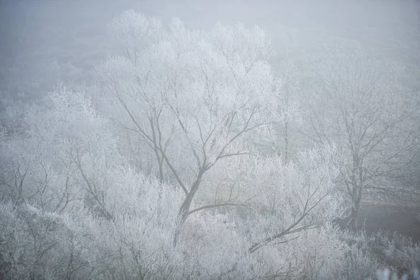 Árboles Blancos Congelados Con Ramas Paisaje Helado Del Campo Del — Foto de Stock