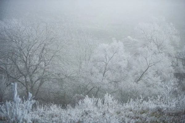 Witte Bevroren Bomen Met Takken Bevroren Winterlandschap — Stockfoto