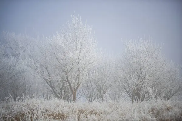 Weiße Gefrorene Bäume Mit Ästen Frostige Winterlandschaft — Stockfoto