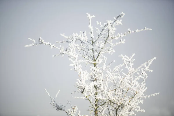 Frosty Winter Tree Branches Sky — Stock Photo, Image