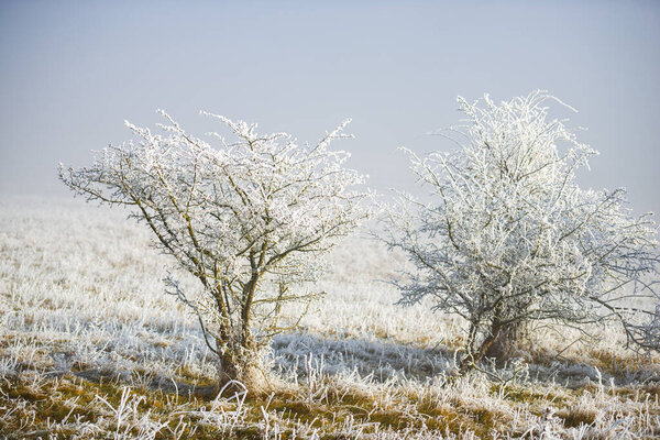 white frozen trees with branches, frosty winter countryside landscape
