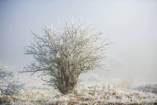 Arbres Gelés Blancs Avec Des Branches Paysage Campagne Hivernal Givré — Photo