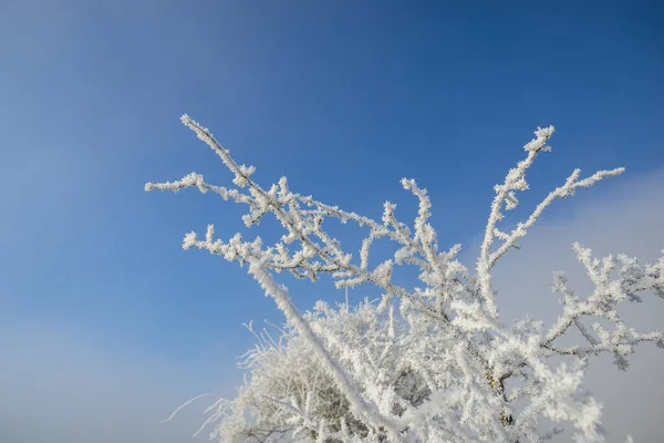 Mrazivé Zimní Větve Stromů Obloha — Stock fotografie
