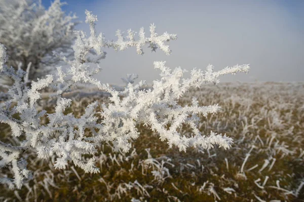 얼어붙은 가지들 서리가 내리는 — 스톡 사진