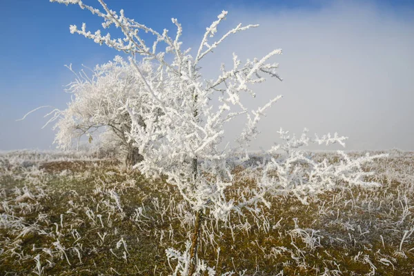 Árboles Blancos Congelados Con Ramas Paisaje Helado Del Campo Del —  Fotos de Stock