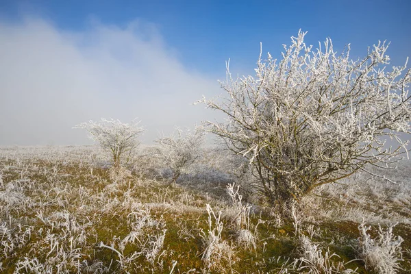 Árvores Congeladas Brancas Com Galhos Paisagem Rural Inverno Gelada — Fotografia de Stock