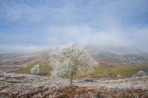 Buzlu Bitkilerle Dolu Kırsal Alan — Stok fotoğraf