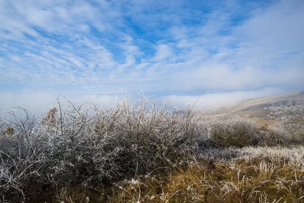 Ранковий Сільський Пейзаж Морозними Рослинами — стокове фото