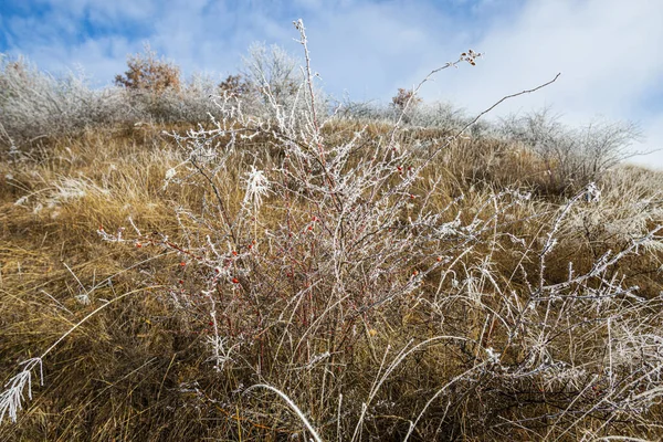 Nature Flora Countryside Landscape — Stock Photo, Image