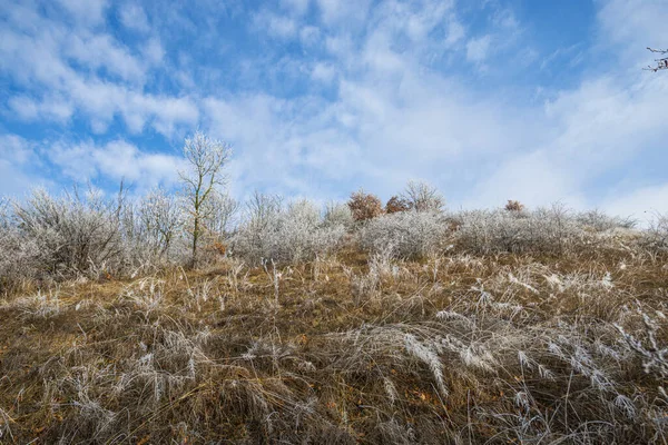 Přírodní Flóra Krajina — Stock fotografie