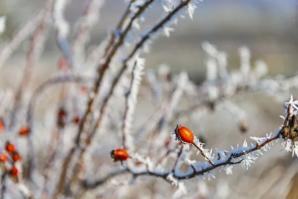 Baies Rouges Congelées Sur Les Branches Brousse — Photo