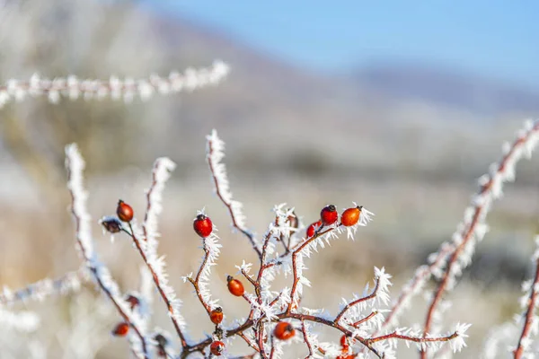 Bayas Rojas Congeladas Ramas Arbusto — Foto de Stock