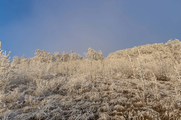 冰冻的植物 在景观中和平的冻土 — 图库照片