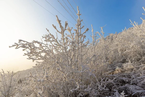 Заморожені Рослини Мирна Калюжа Ландшафті — стокове фото