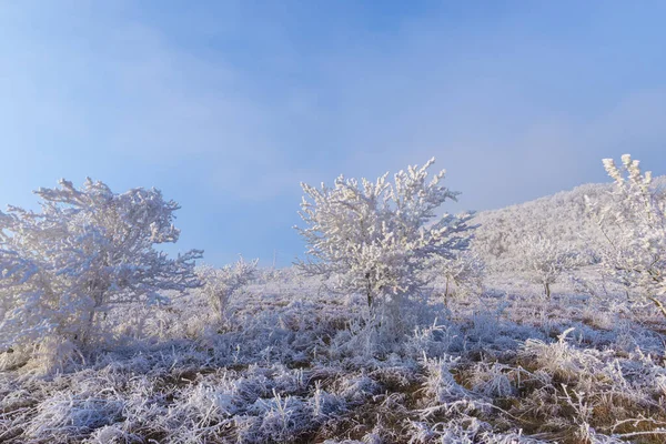 Зимовий Сезон Рання Ранкова Калюжа Рослинах — стокове фото