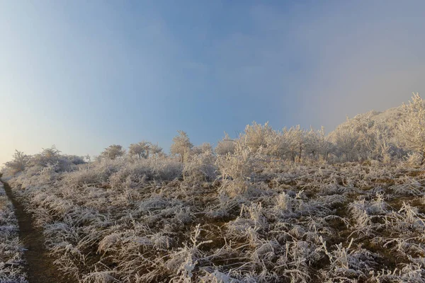 Рослини Морозом Холодною Зимою — стокове фото