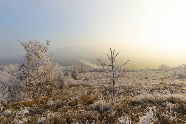 Заморожені Рослини Мирна Калюжа Сільському Ландшафті — стокове фото