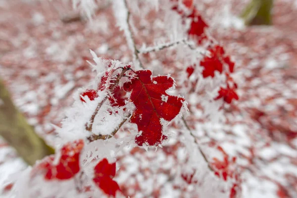Frosty Autumn Red Leaves Close Foliage — Stock Photo, Image