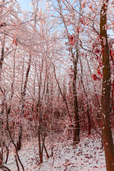 Árboles Cubiertos Nieve Congelados Bosque Invierno Luz Del Atardecer — Foto de Stock