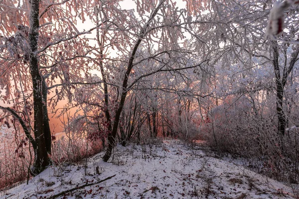 Arbres Couverts Neige Gelée Dans Forêt Hiver Coucher Soleil — Photo