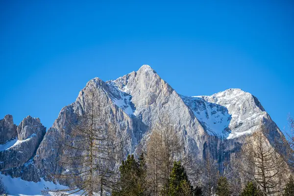 Scenic Rocky Mountains Forest Trees — Stock Photo, Image