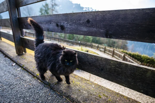 在户外散步的毛茸茸的黑猫 — 图库照片