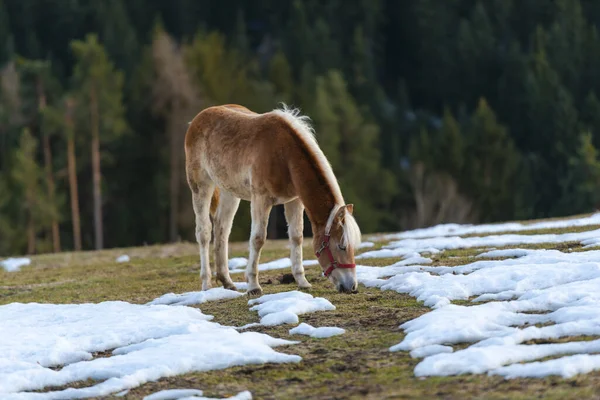 Cheval Domestique Brun Extérieur Dans Les Terres Agricoles — Photo