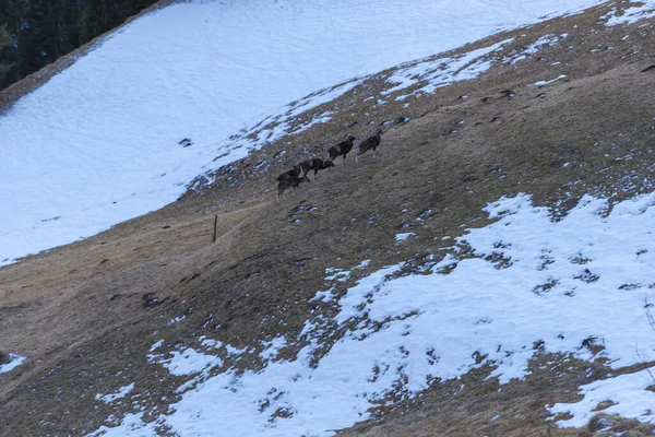 一群山羊在冬天的山地牧场上 — 图库照片