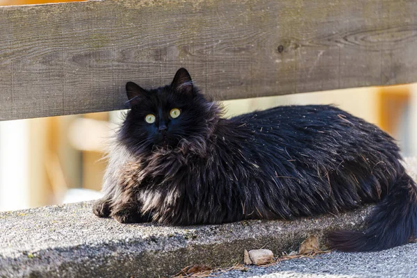 Liggande Fluffig Svart Katt Utomhus Djur — Stockfoto