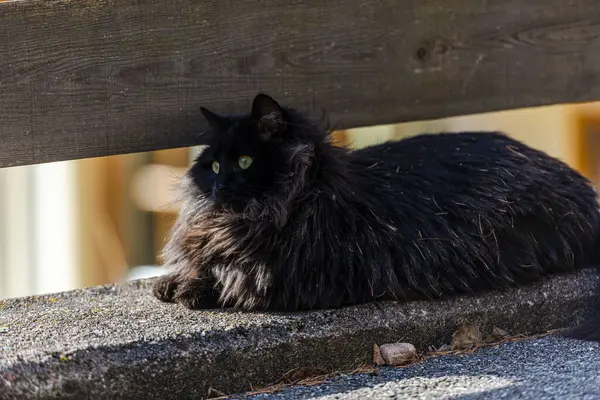 Liggande Fluffig Svart Katt Utomhus Djur — Stockfoto