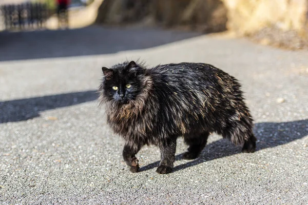 Fluffig Svart Katt Utomhus Djur — Stockfoto