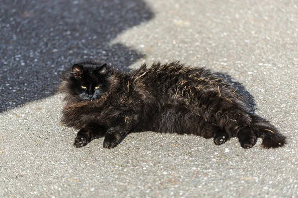 Liegende Flauschige Schwarze Katze Freien Tier — Stockfoto