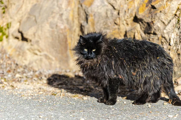 Fluffig Svart Katt Utomhus Djur — Stockfoto