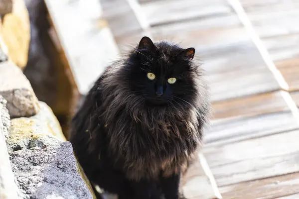 Sitting Fluffy Black Cat Outdoors Animal — Stock Photo, Image