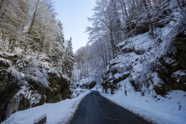 Kışın yol ağaçlarla dolu ormanda 