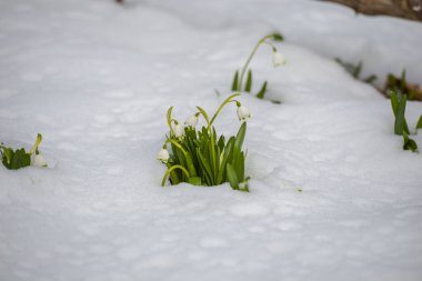 İlk bahar çiçekleri, çayırdaki kardamlaları 