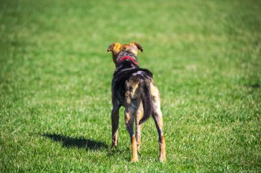 Yeşil çayır üzerinde sevimli bir köpek, hayvan konsepti.