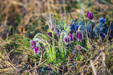 İlk bahar çiçekleri, çayırdaki mor timsahlar. 