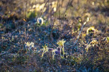 İlk bahar çiçekleri, çayırdaki mor timsahlar. 