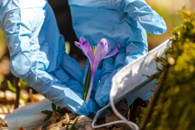 covid 19 kavramı, mavi eldivenler, mor çayır ve tıbbi maske.