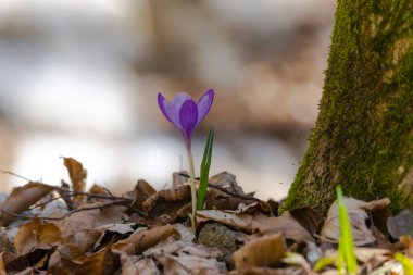 İlk bahar çiçeği, çayırda mor bir çiçek. 