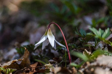 İlk bahar çiçekleri, çayırdaki kardamlaları 