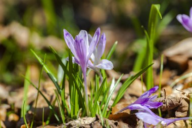 İlk bahar çiçekleri, çayırdaki mor timsahlar. 