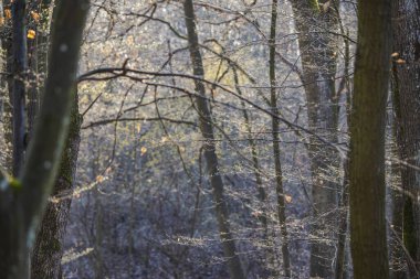 Parkta odun bitkisi, dalları olan ağaçlar