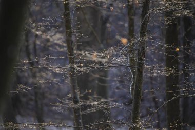 İlkbahar bitkileri, ağaç ve çalılar 
