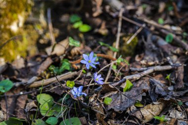 Orman çayırında bahar bitkisi, yakın plan, mor çiçekler.