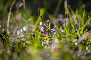 Orman çayırında bahar bitkisi, yakın plan, mor çiçekler.