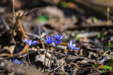 Orman çayırında bahar bitkisi, yakın plan, mor çiçekler.