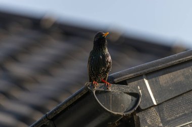 Kuş çatıda oturuyor. 