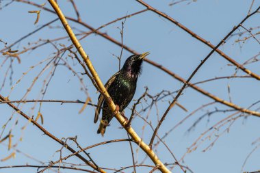 Ağaçta yapraksız oturan kuş.
